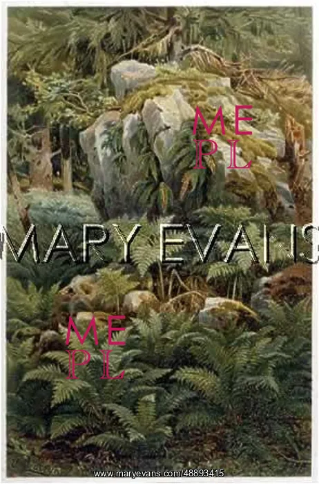 : ROCKS AND FERNS : ROCKS AND FERNS