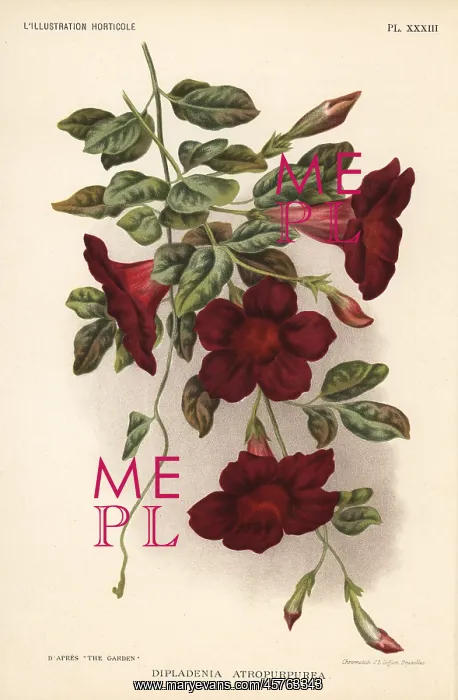 : Rocktrumpet, Mandevilla atroviolacea : Rocktrumpet, Mandevilla atroviolacea