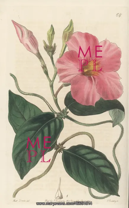 : Rocktrumpet, Mandevilla martiana : Rocktrumpet, Mandevilla martiana