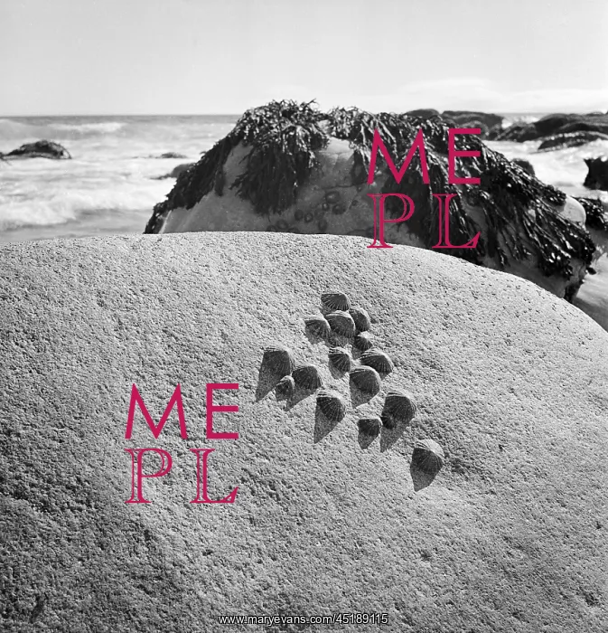 : Rocky beach with barnacles : Rocky beach with barnacles