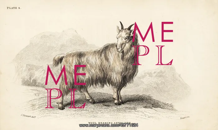 : Rocky Mountain goat, Oreamnos americanus : Rocky Mountain goat, Oreamnos americanus