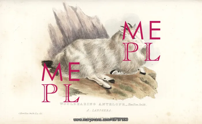 : Rocky Mountain goat, Oreamnos americanus : Rocky Mountain goat, Oreamnos americanus