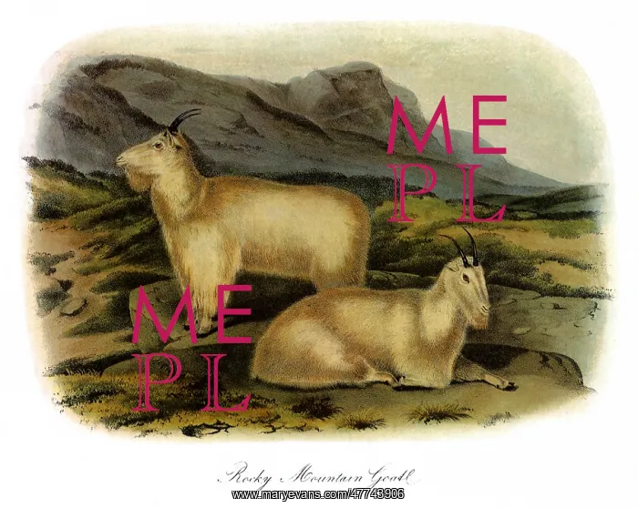  : Rocky Mountain Goats