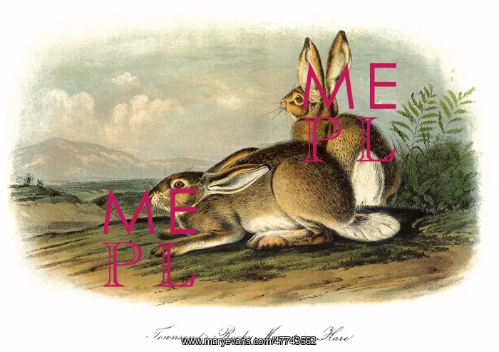  : Rocky Mountain Hare