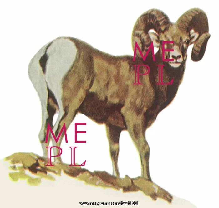  : Rocky Mountain Sheep