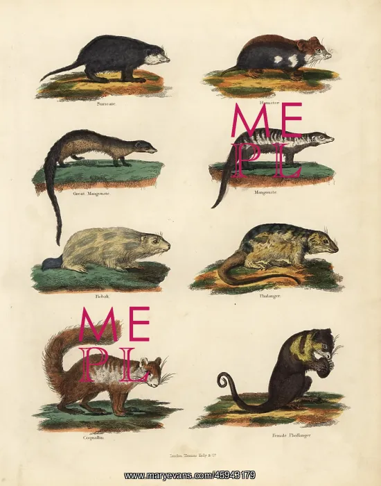 : Rodent species : Rodent species