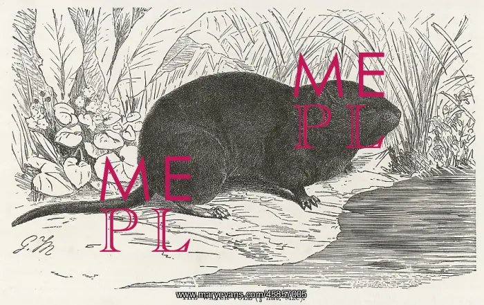  : RODENT / WATER VOLE