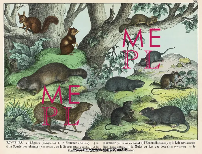 : Rodents. Various types of rodent: Agouti, Hamster : Rodents. Various types of rodent: Agouti, Hamster