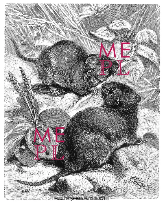  : RODENTS / FIELD VOLES
