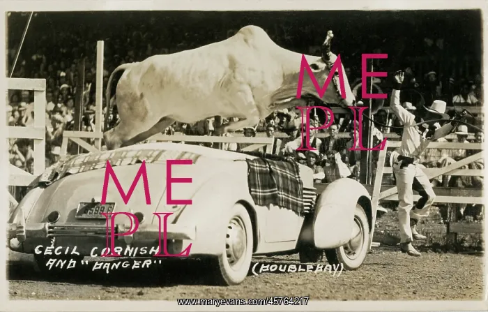 : Rodeo - Cecil Cornish and Danger (the bull) : Rodeo - Cecil Cornish and Danger (the bull)