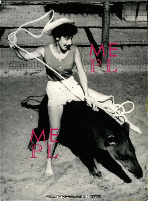 : Rodeo Queen on American Tapir : Rodeo Queen on American Tapir