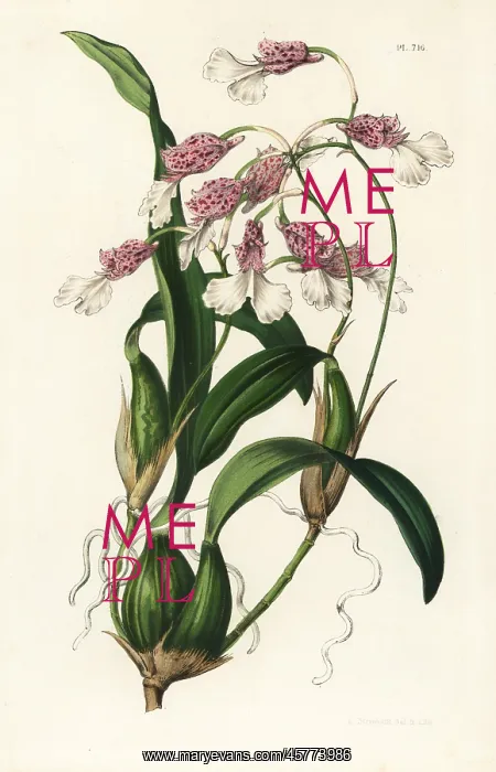 : Rodriguezia decora orchid : Rodriguezia decora orchid