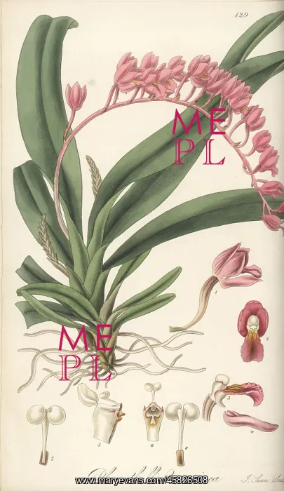  : Rodriguezia lanceolata orchid