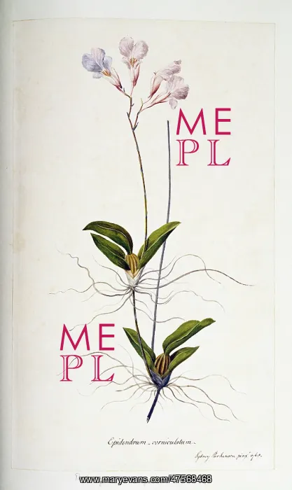: Rodriguezia rigida, orchid : Rodriguezia rigida, orchid