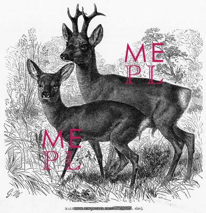  : ROE DEER. (capriolus capriolus) Roe deer, male and female