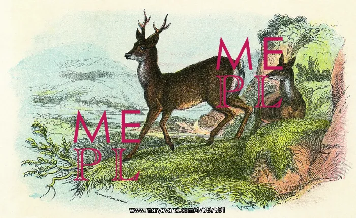  : ROE DEER. British roe deer