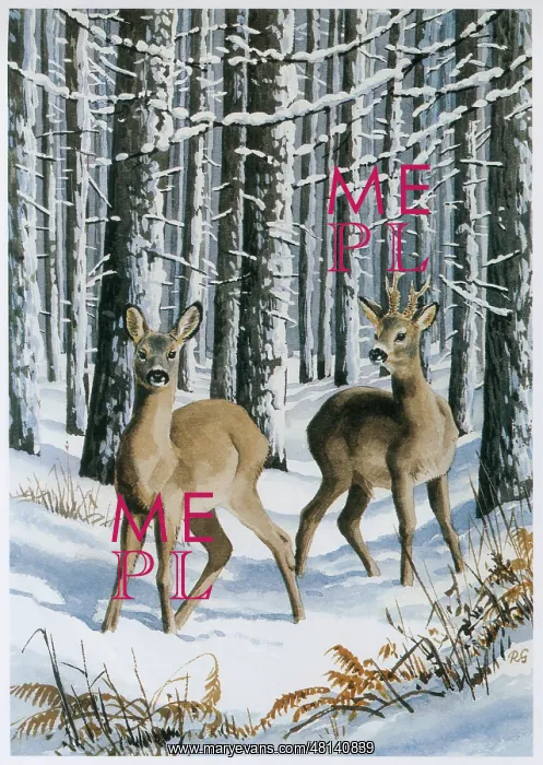  : Roe Deer