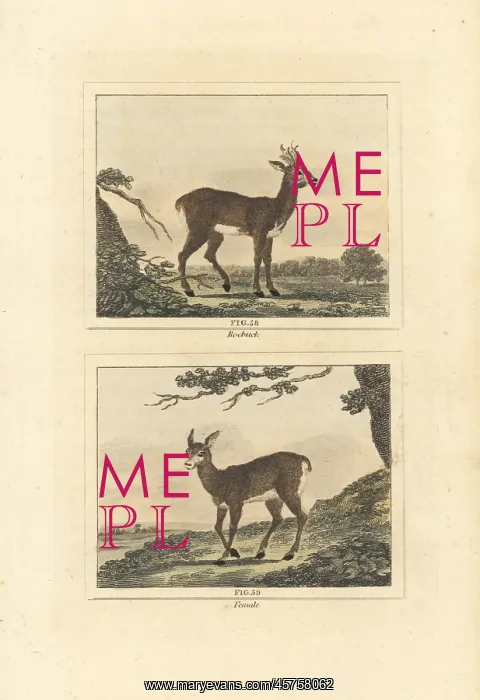 : Roe deer, Capreolus capreolus : Roe deer, Capreolus capreolus