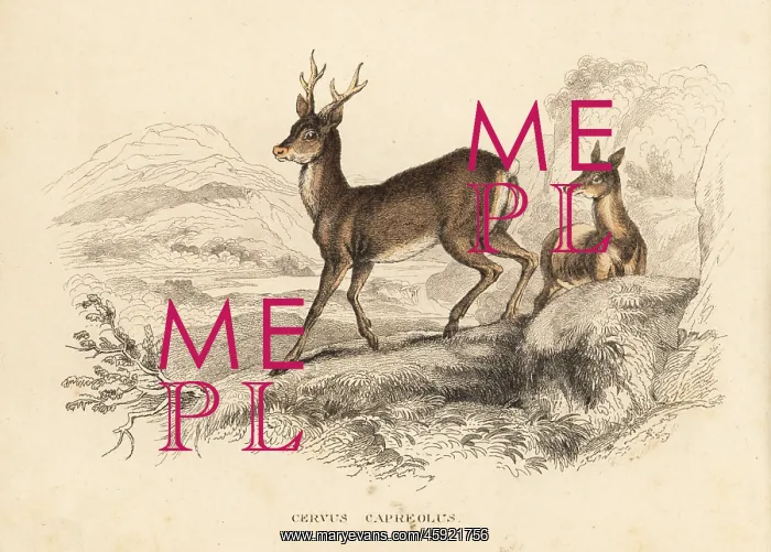  : Roe deer, Capreolus capreolus