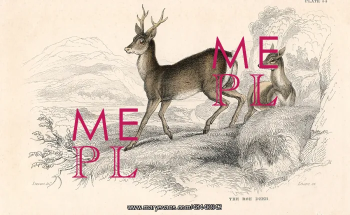 : Roe Deer (Capreolus capreolus), Eurasian species : Roe Deer (Capreolus capreolus), Eurasian species