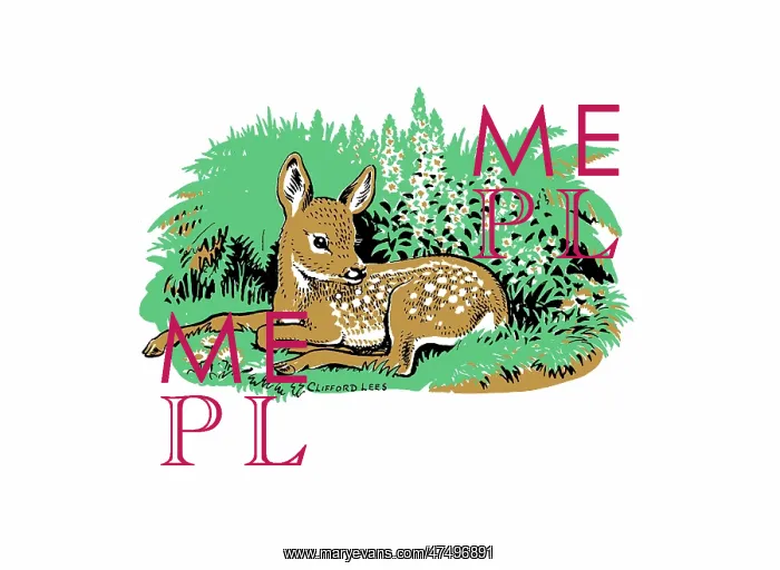  : Roe deer fawn
