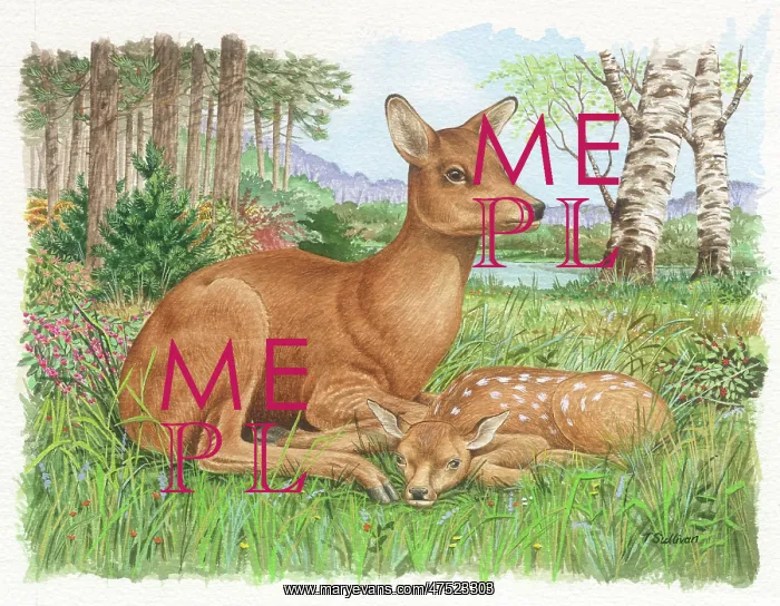  : Roe Deer and fawn in a woodland setting