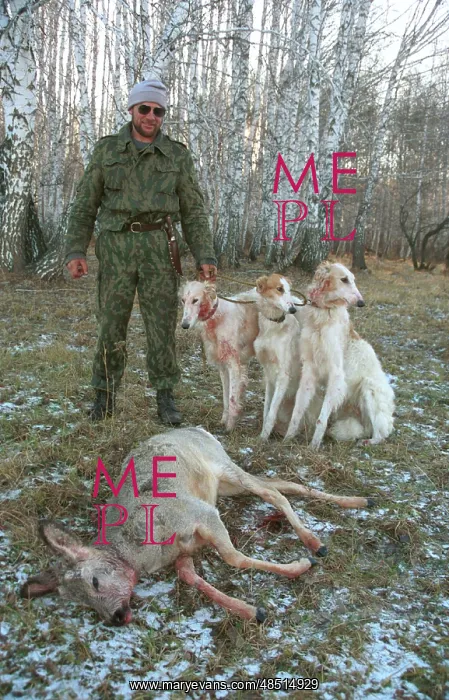 : Roe deer hunting, 1995 : Roe deer hunting, 1995