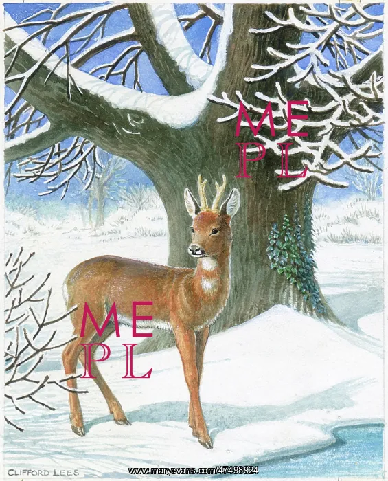  : Roe deer in the snow