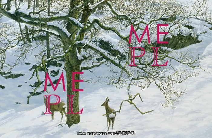 : Roe Deer in Winter : Roe Deer in Winter