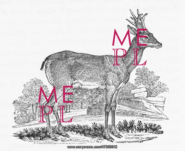 : ROEBUCK (BEWICK) : ROEBUCK (BEWICK)
