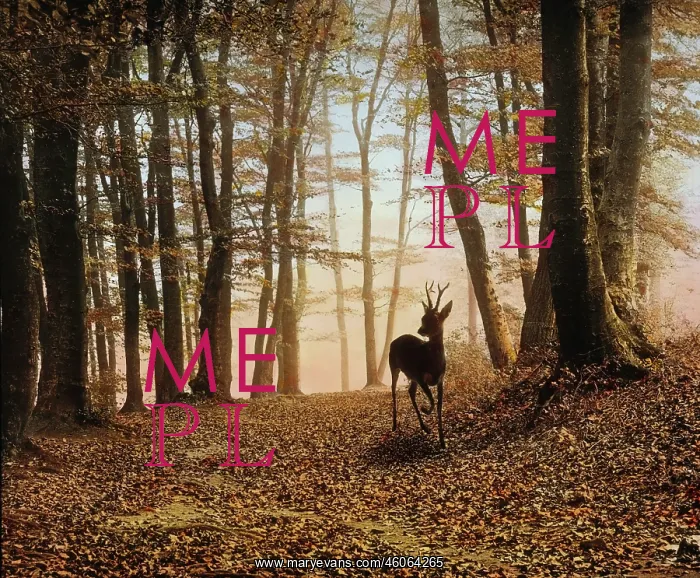: Roebuck in the forest : Roebuck in the forest