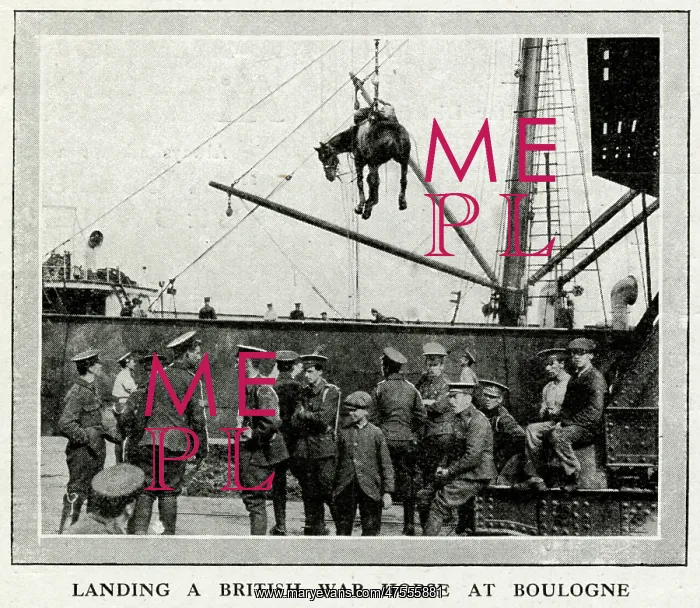 : The Role of the horses in WWI 1914 : The Role of the horses in WWI 1914