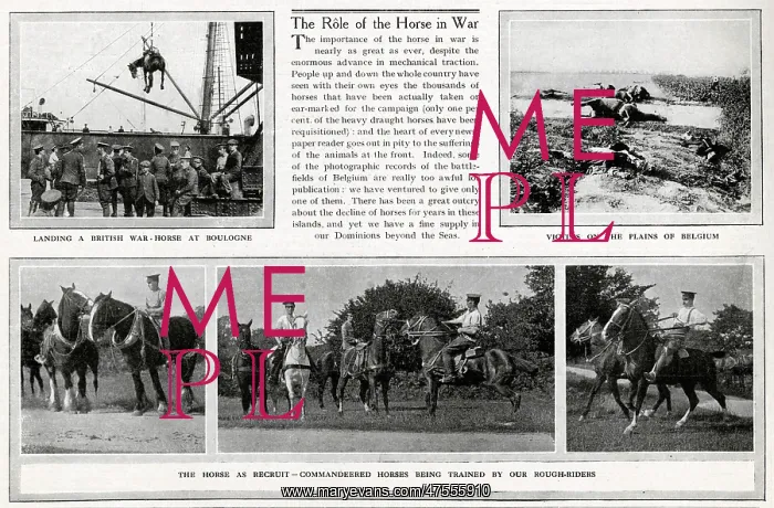 : The Role of the horses in WWI 1914 : The Role of the horses in WWI 1914