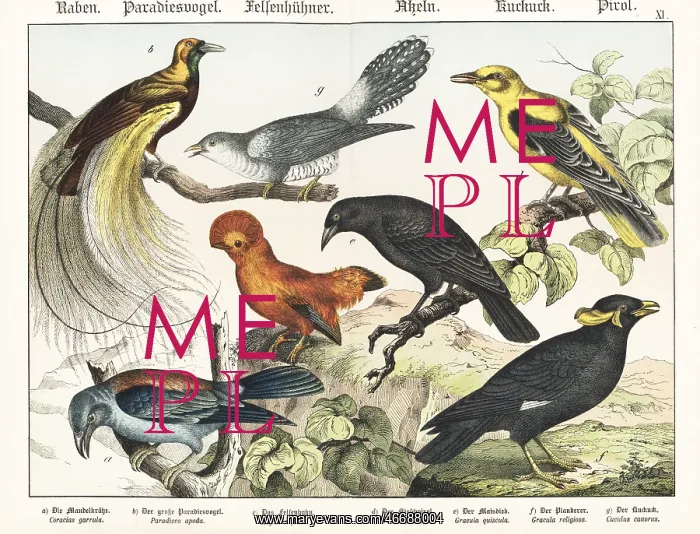 : Roller, bird of paradise, cock of the rock, etc : Roller, bird of paradise, cock of the rock, etc