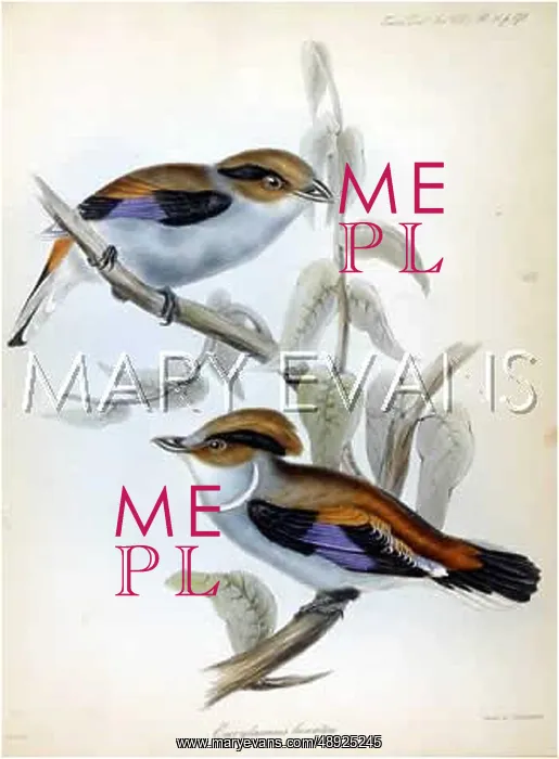 : ROLLER (GOULD) : ROLLER (GOULD)