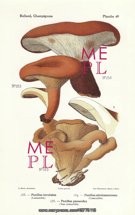 : Rollrim mushrooms : Rollrim mushrooms