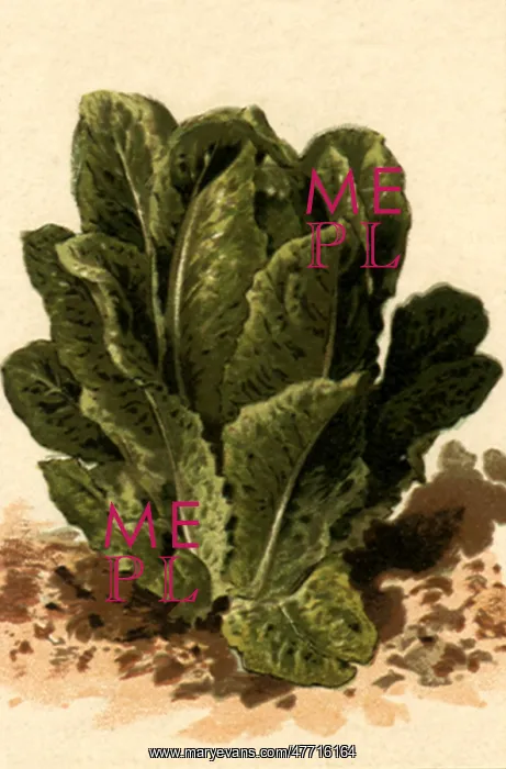 : Romaine : Romaine
