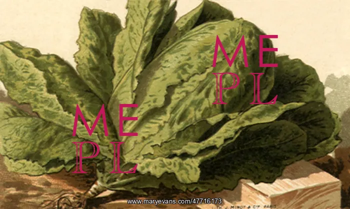  : Romaine Lettuce