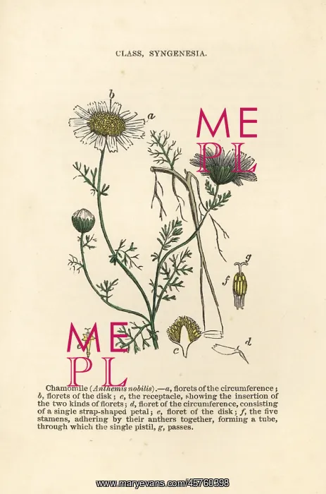 : Roman chamomile, Chamaemelum nobile : Roman chamomile, Chamaemelum nobile
