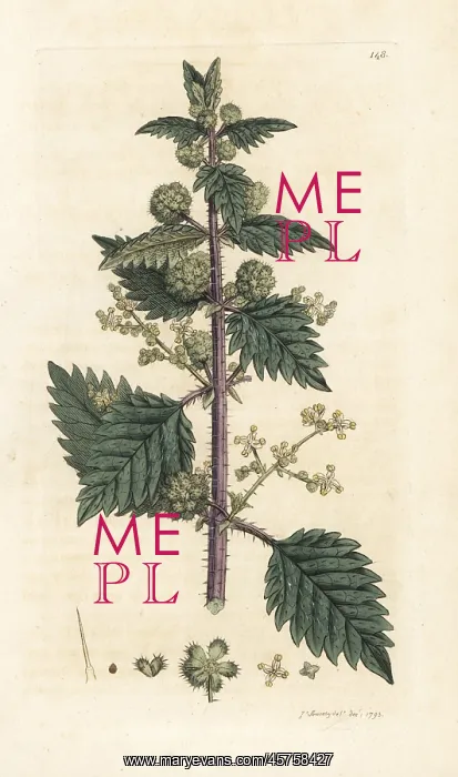 : Roman nettle, Urtica pilulifera : Roman nettle, Urtica pilulifera