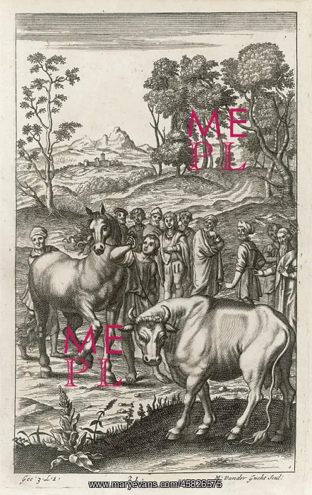 : ROMANS AND CATTLE : ROMANS AND CATTLE