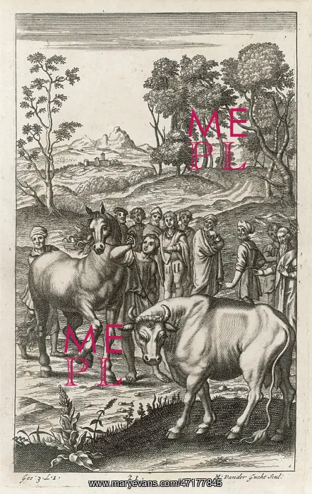  : ROMANS AND CATTLE