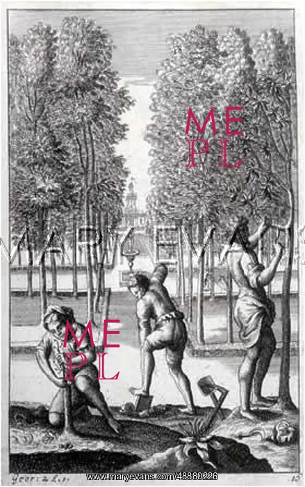 : ROMANS TENDING TREES : ROMANS TENDING TREES