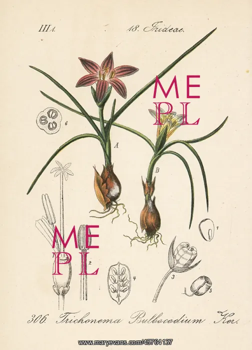 : Romulea bulbocodium : Romulea bulbocodium