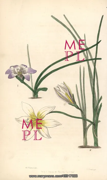 : Romulea bulbocodium : Romulea bulbocodium