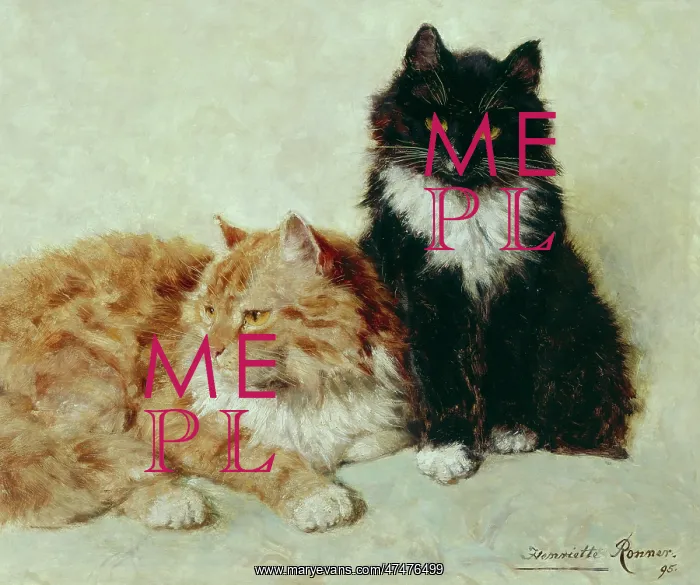 : Ron-Ron and Till ' two cats : Ron-Ron and Till ' two cats