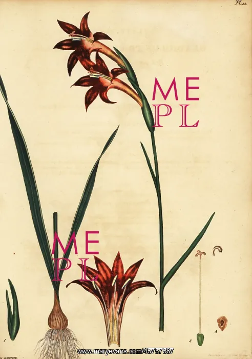 : Rooi-Afrikaner, Gladiolus watsonius : Rooi-Afrikaner, Gladiolus watsonius