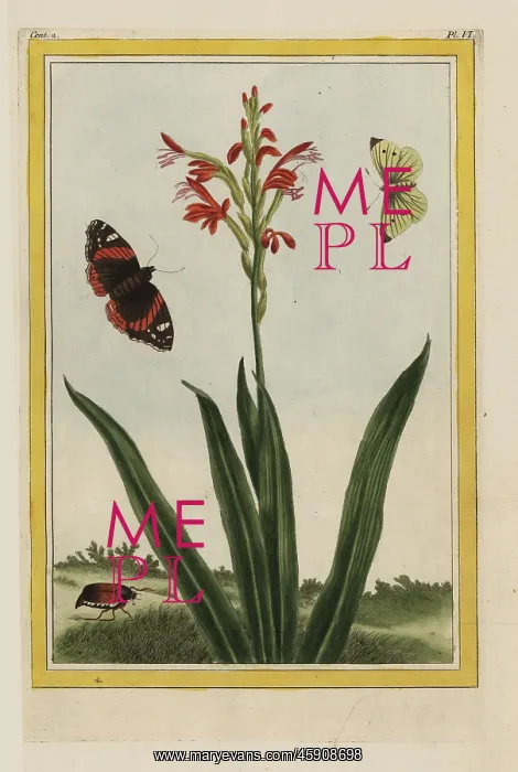 : Rooipypie, Antholyza cunonia : Rooipypie, Antholyza cunonia