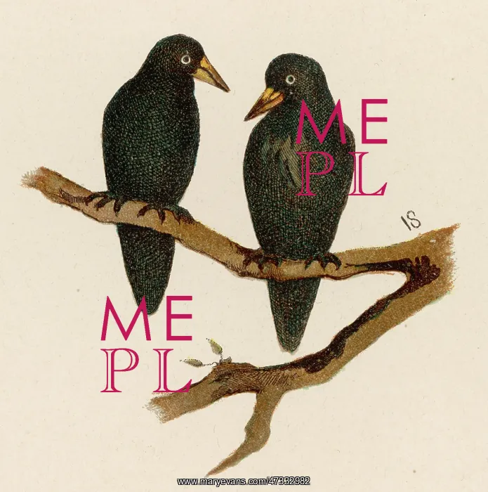  : ROOK (SOMERSET)