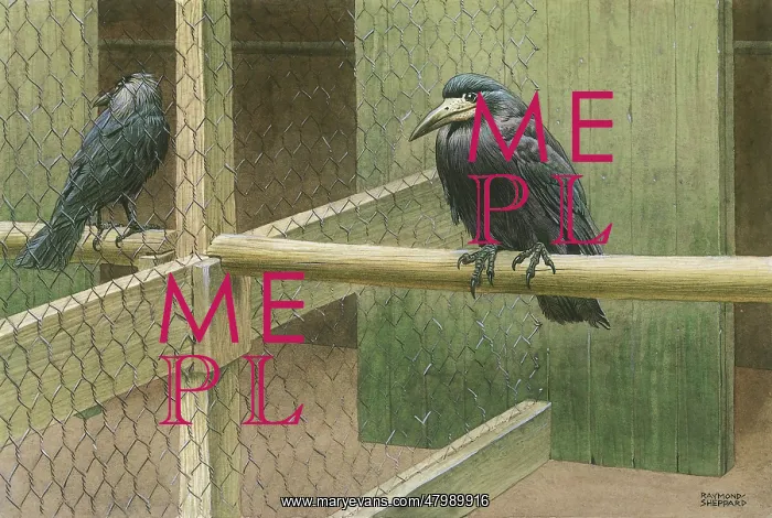  : Rooks in a Cage